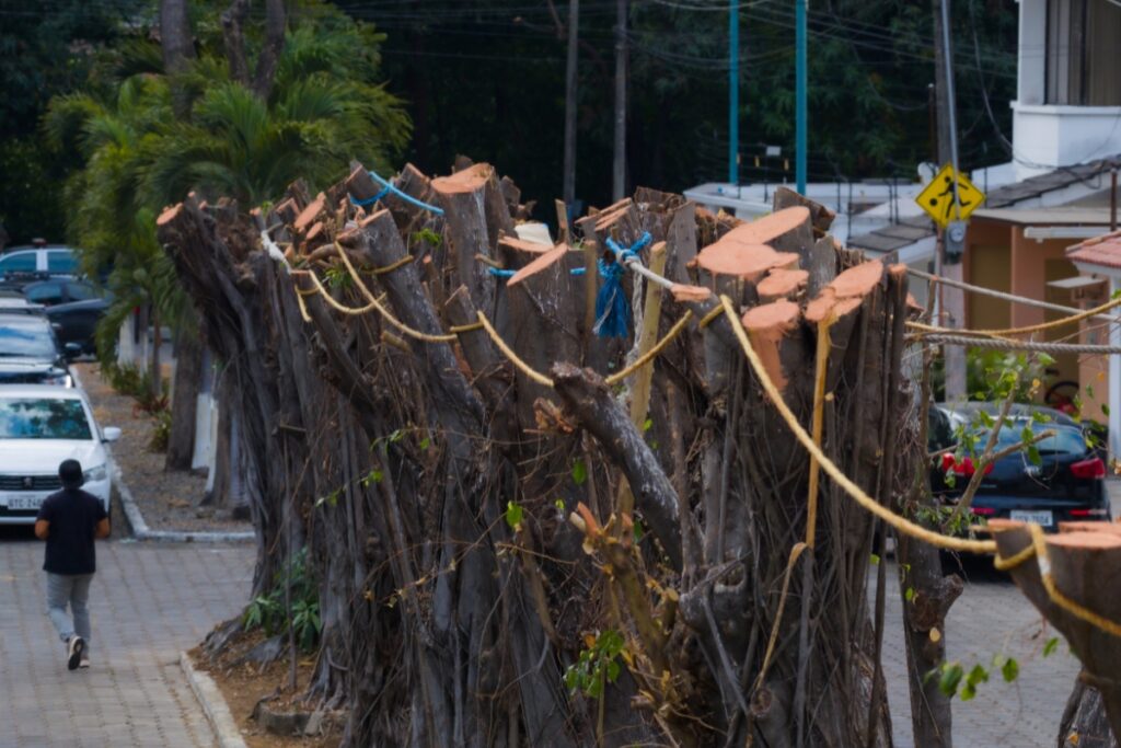 Sancionan poda de árboles sin autorización en Guayaquil.