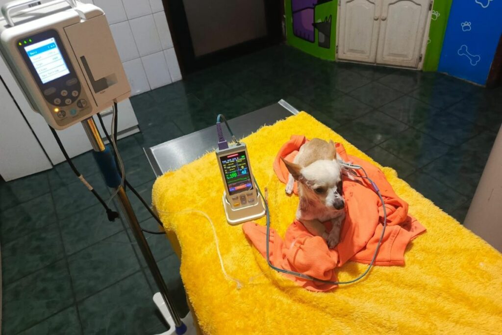 Estado del perro agredido.