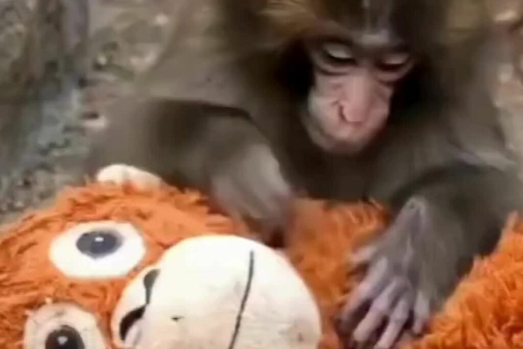 El pequeño Punch realiza gestos de acicalamiento a su nuevo peluche.
