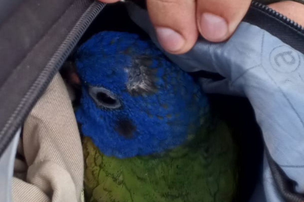 Aves arrancadas de la selva, el tráfico ilegal golpea a loros y guacamayos en Ecuador