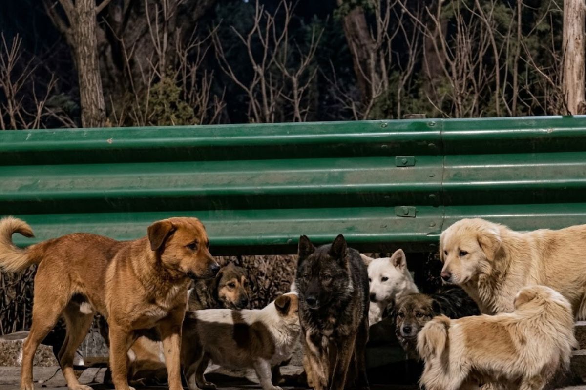 Siete perros en China logran una hazaña viral