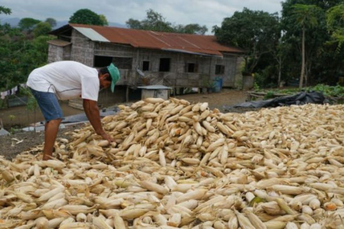 Ecuador fija precio mínimo del maíz amarillo duro para la cosecha 2026