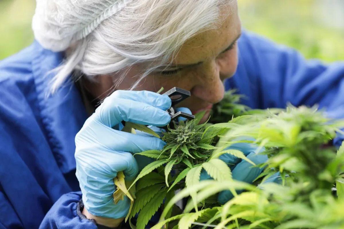 Estados Unidos reclasifica la marihuana medicinal