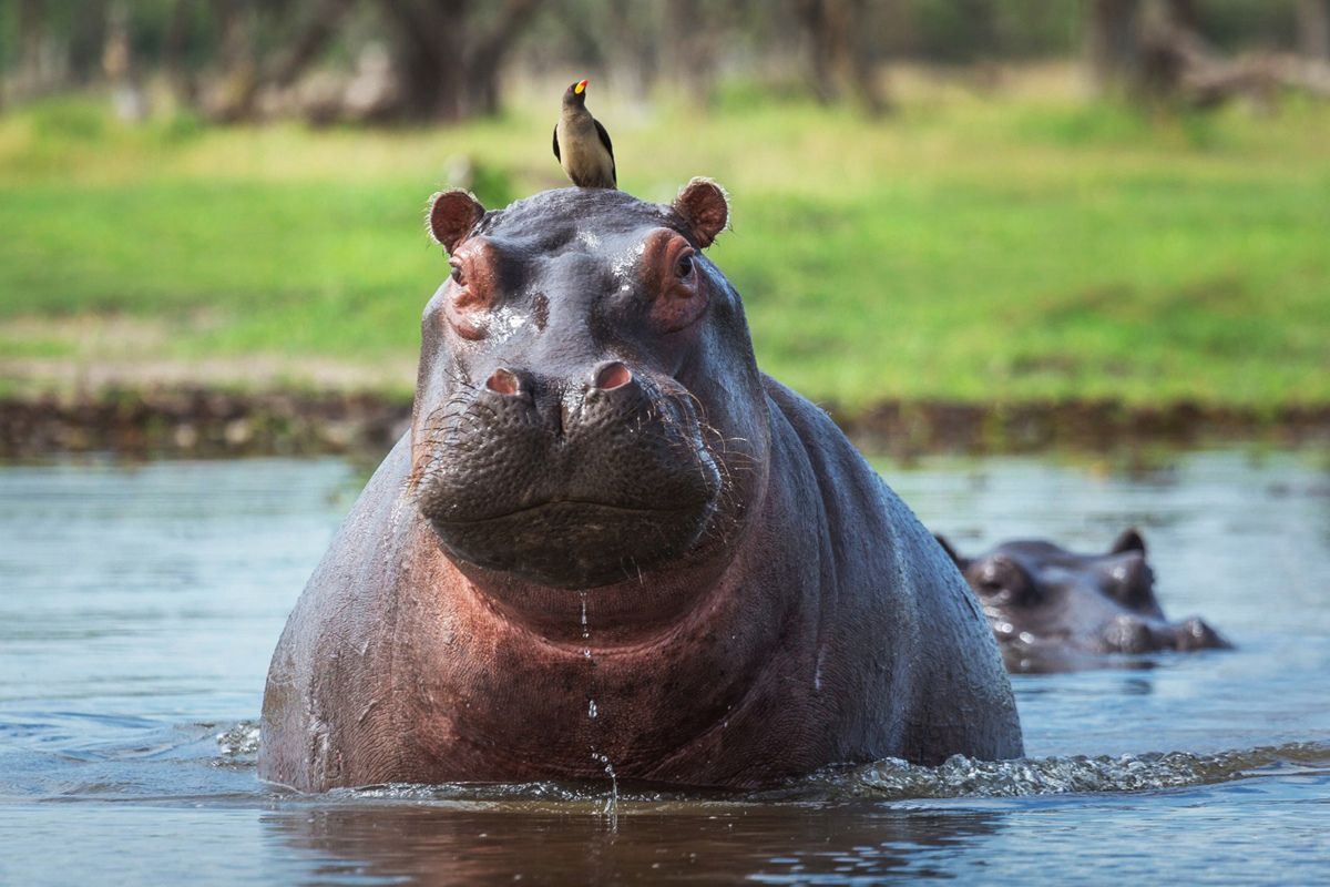 Ecuador descarta recibir hipopótamos de Colombia