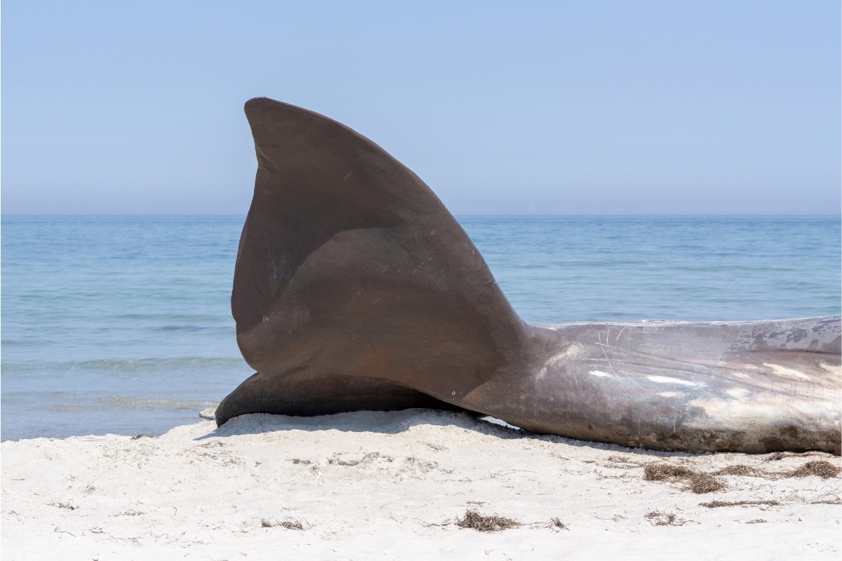 Rescate de ballena encallada en Alemania se pospone tras 19 días de espera