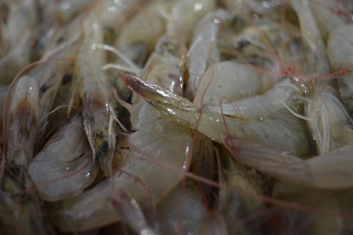 Gobierno de Ecuador pide reforzar bioseguridad mientras se analiza el virus que afecta a camarones y peces