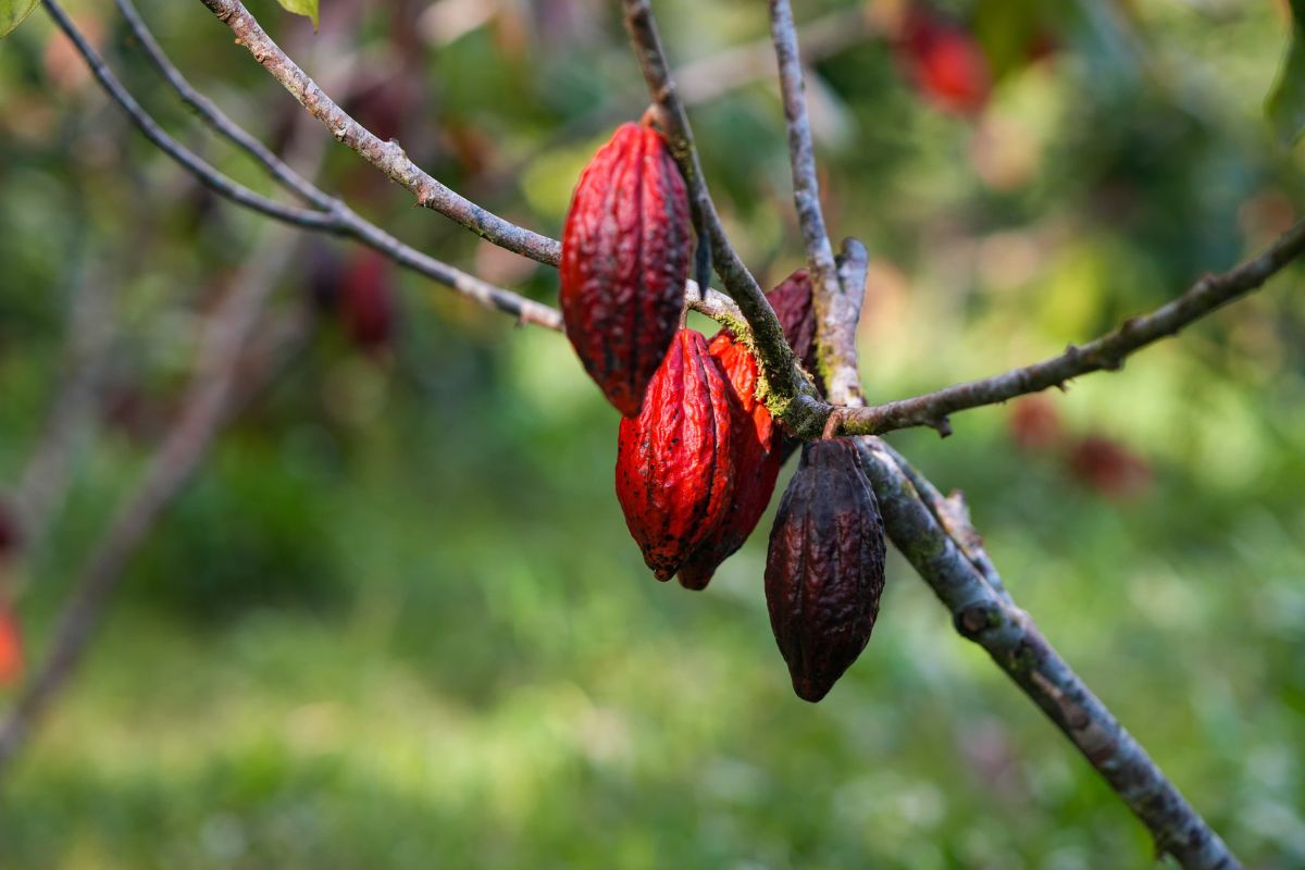 Cacao se desploma y golpea exportaciones de Ecuador en el primer bimestre del 2026