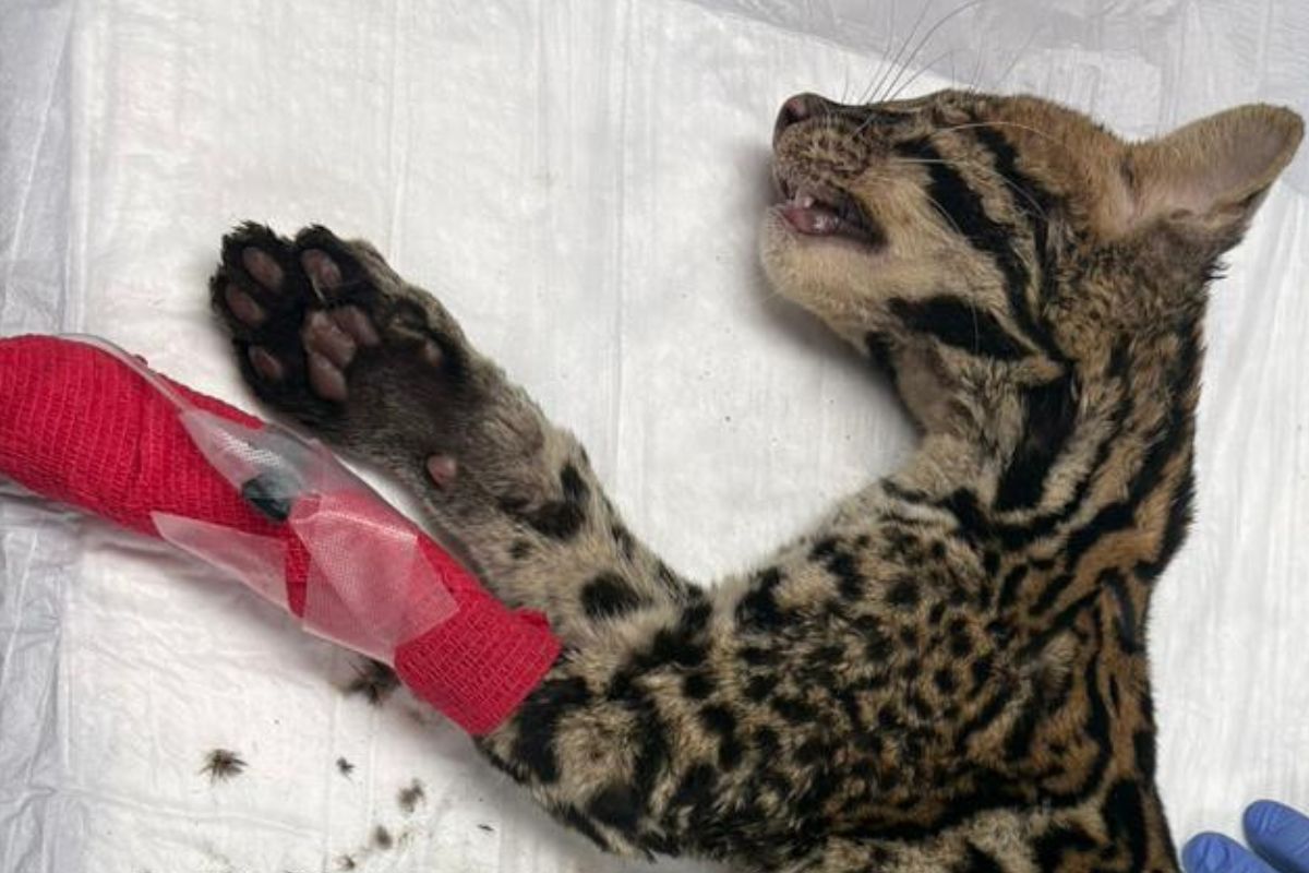 Ocelote bebé lucha por sobrevivir en Guayas: se requiere apoyo para su recuperación