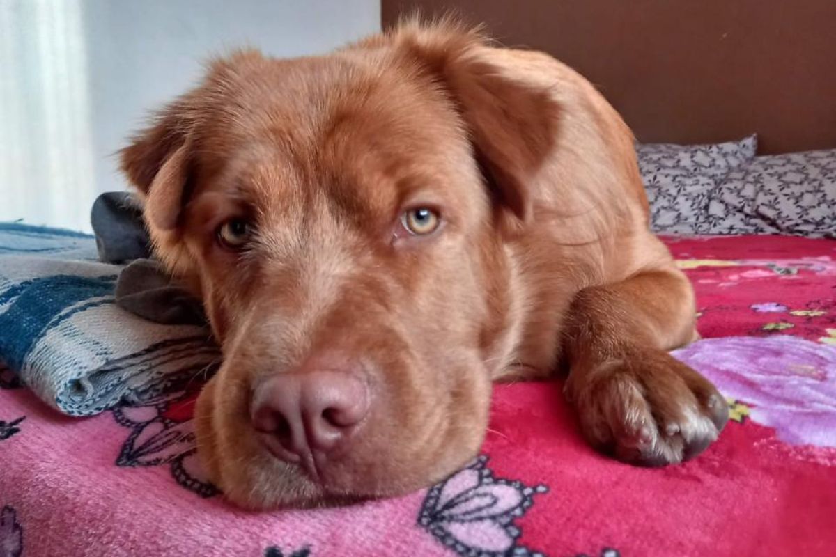 Adiestramiento canino de 28 minutos derivó en lesiones severas y la muerte de una perra en Quito