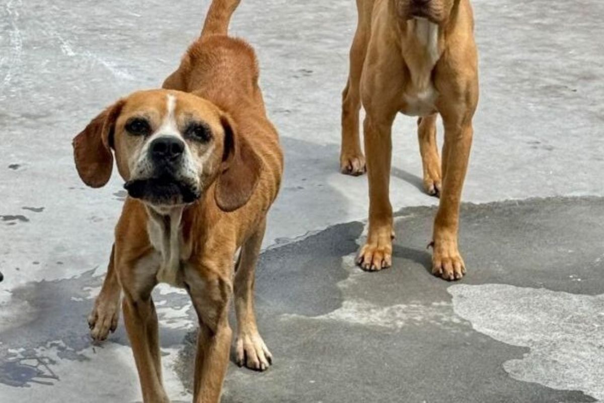 Rescatan a dos perros con desnutrición severa, en La Armenia, suroriente de Quito
