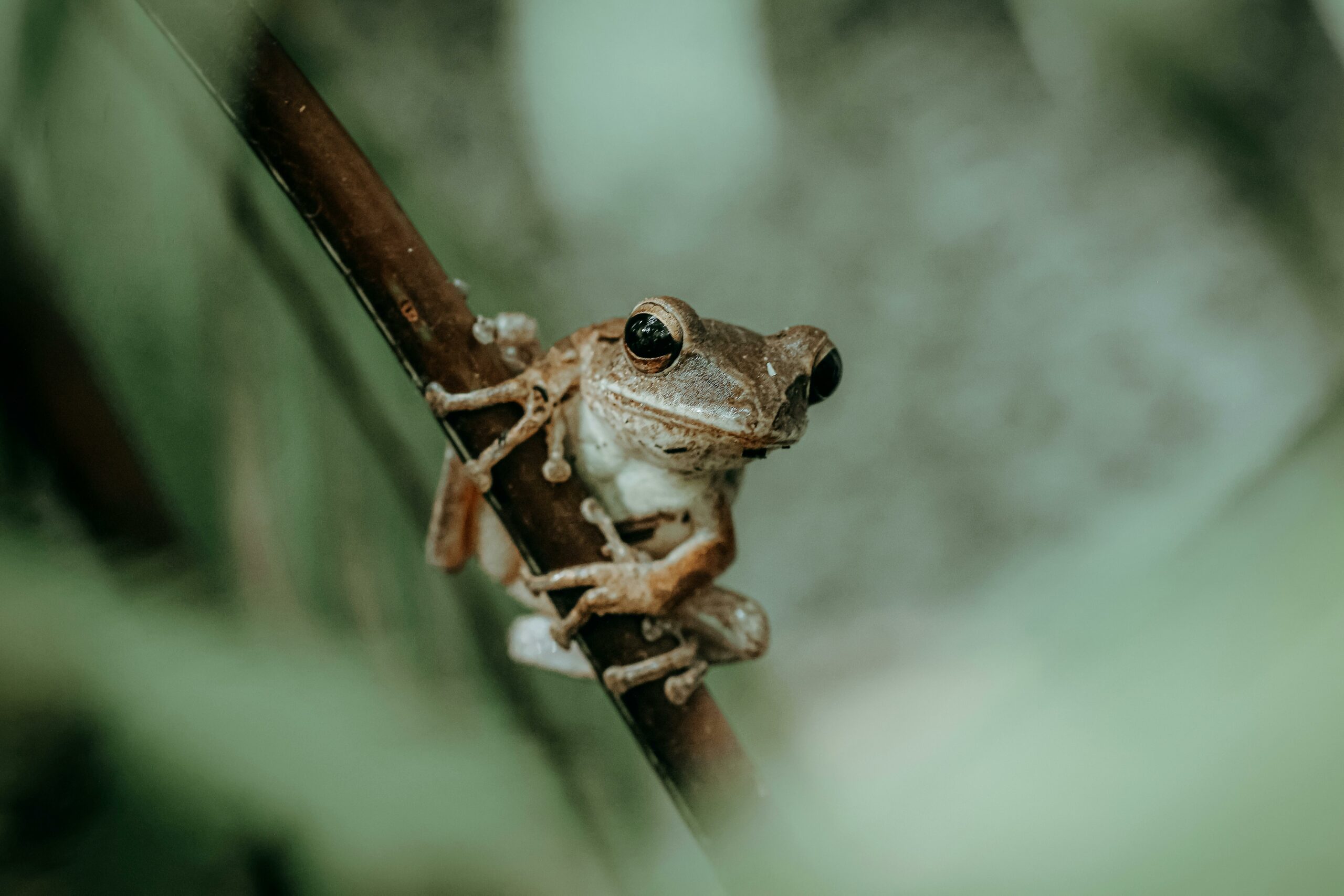 Neisi Dajomes inspira el nombre de la nueva rana Nymphargus