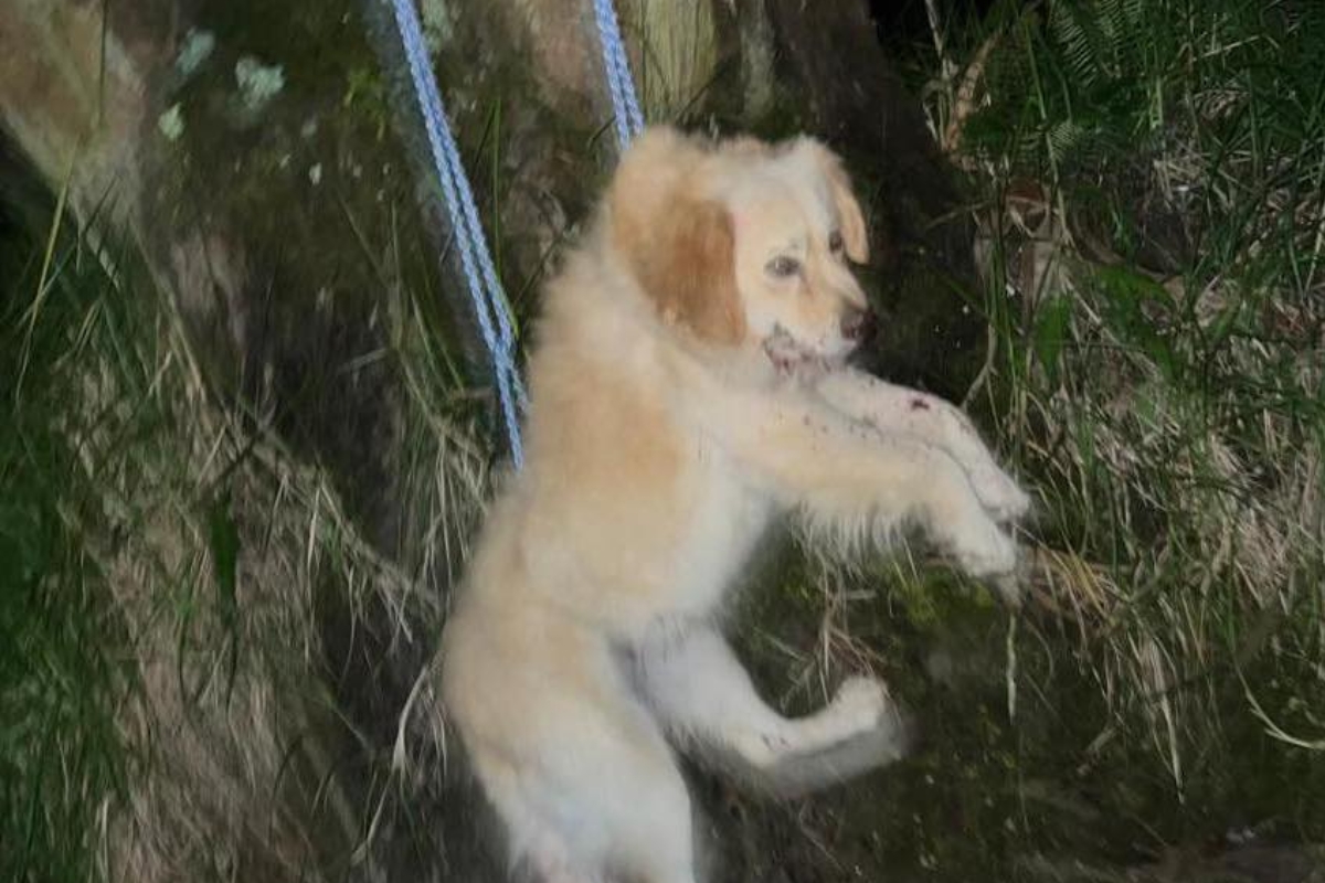 Rescatan a perro que habría sido usado para entrenamiento de canes de pelea en Rumiñahui