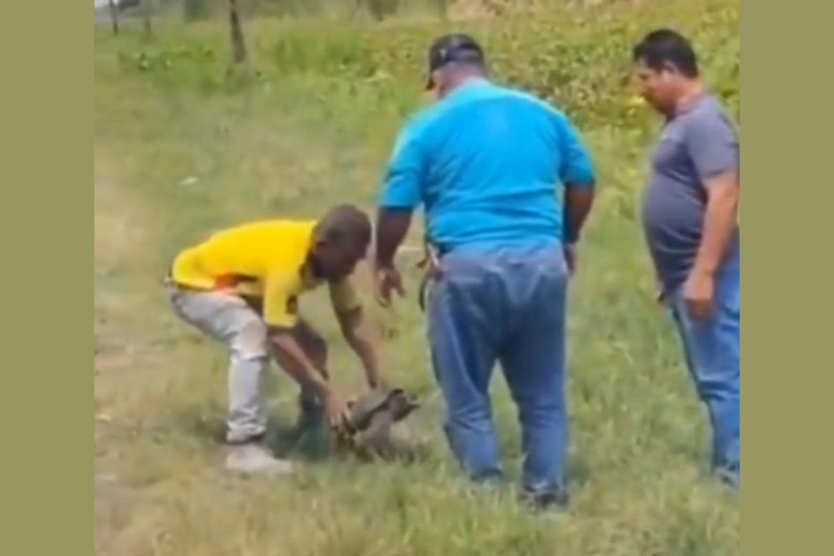 Alcaldía de Guayaquil investigará maltrato a una tortuga filmado en la vía a Babahoyo