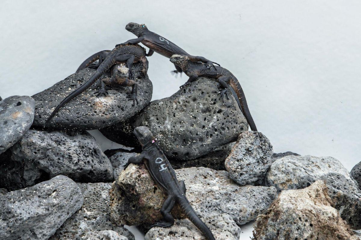 Las 10 iguanas marinas rescatadas fueron trasladadas a Galápagos