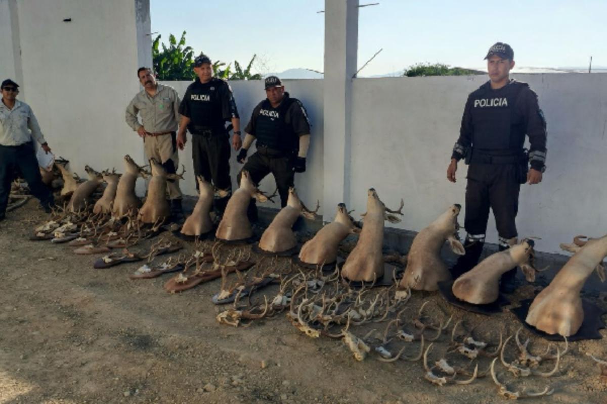 Procesan a hombre que exhibía cabezas de venado como trofeo