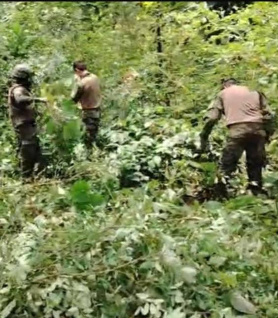 Operación ‘Ceniza’ erradica 20 000 plantas de coca en Esmeraldas