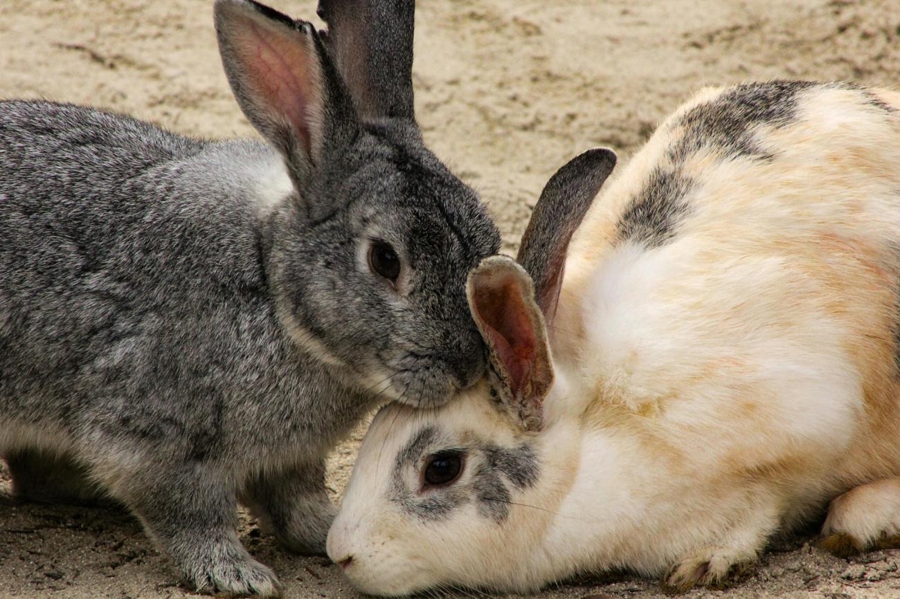 Así actúa el virus que ataca a los conejos y fue detectado en Ecuador