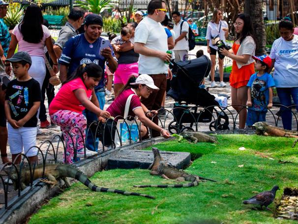 Parque Seminario de Guayaquil alberga más de 350 especies de iguanas verdes.
