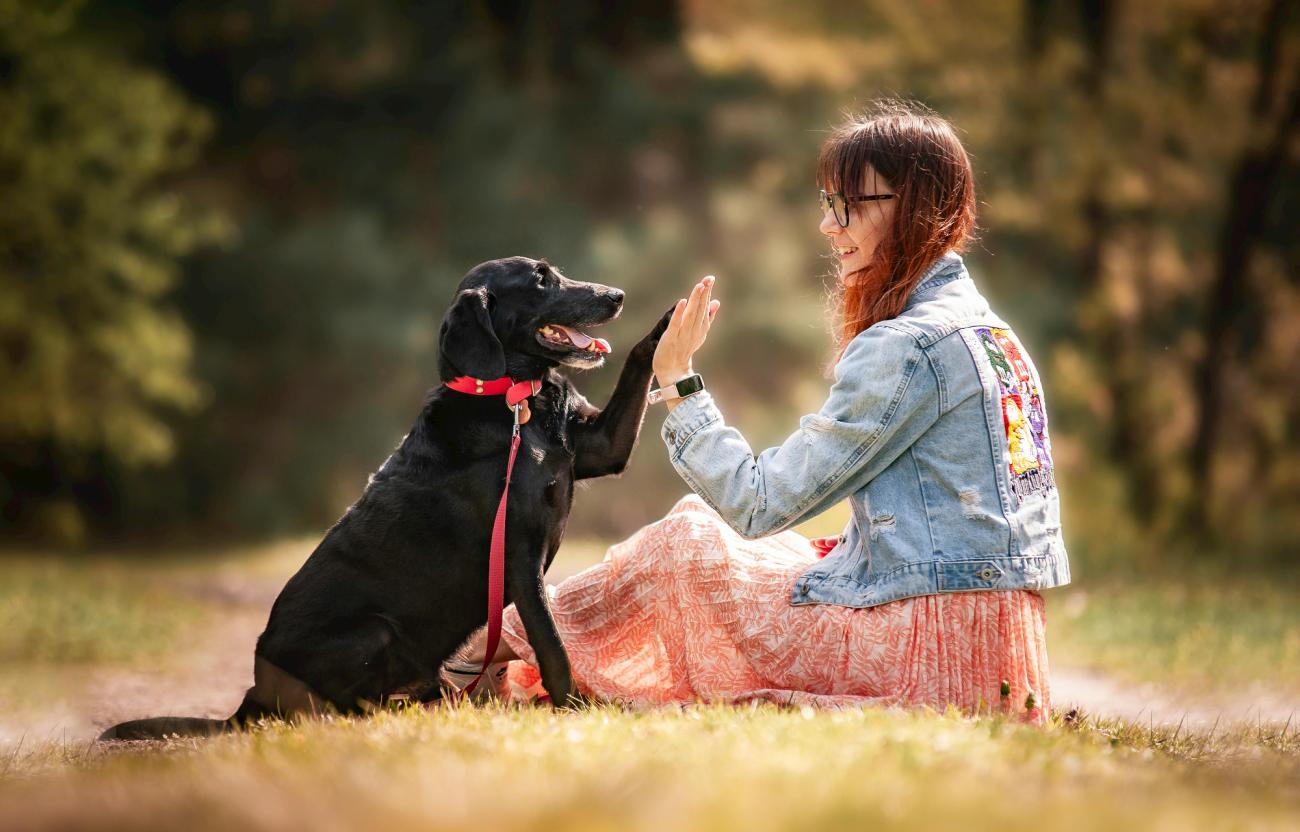 Nuevo curso de adiestramiento gratuito para perros en Ecuador