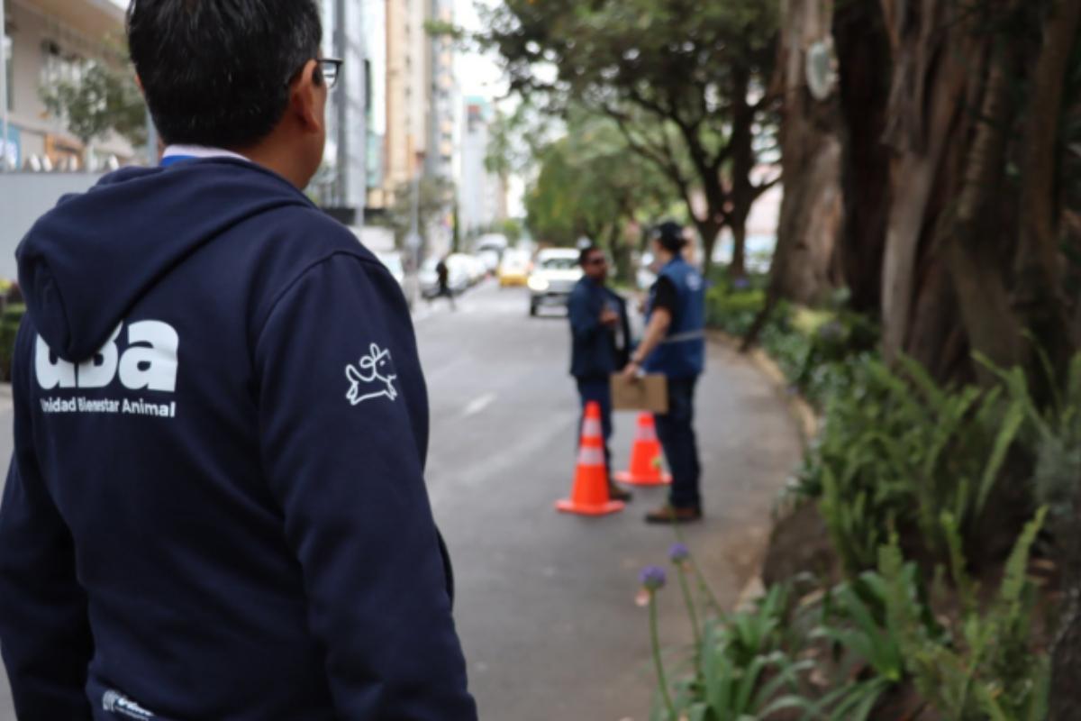 Quito reduce madrigueras de roedores tras control químico