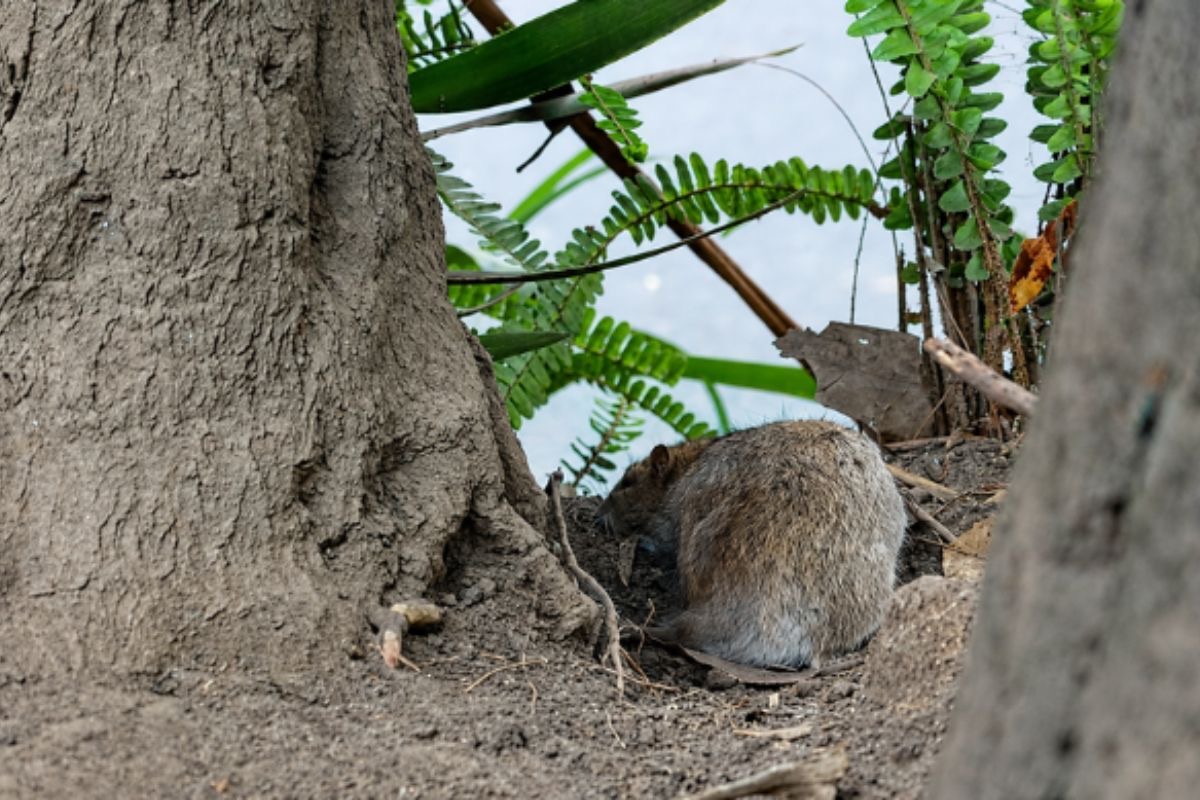 Health Alert in Quito: 59 Neighborhoods Under Surveillance Due to Rodent Presence