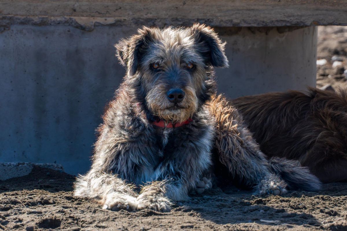 Protesta en la Espoch por salida de guardias que cuidaban a 35 perritos comunitarios