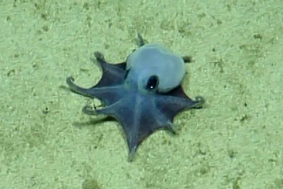 Descubren un pequeño pulpo azul en Galápagos