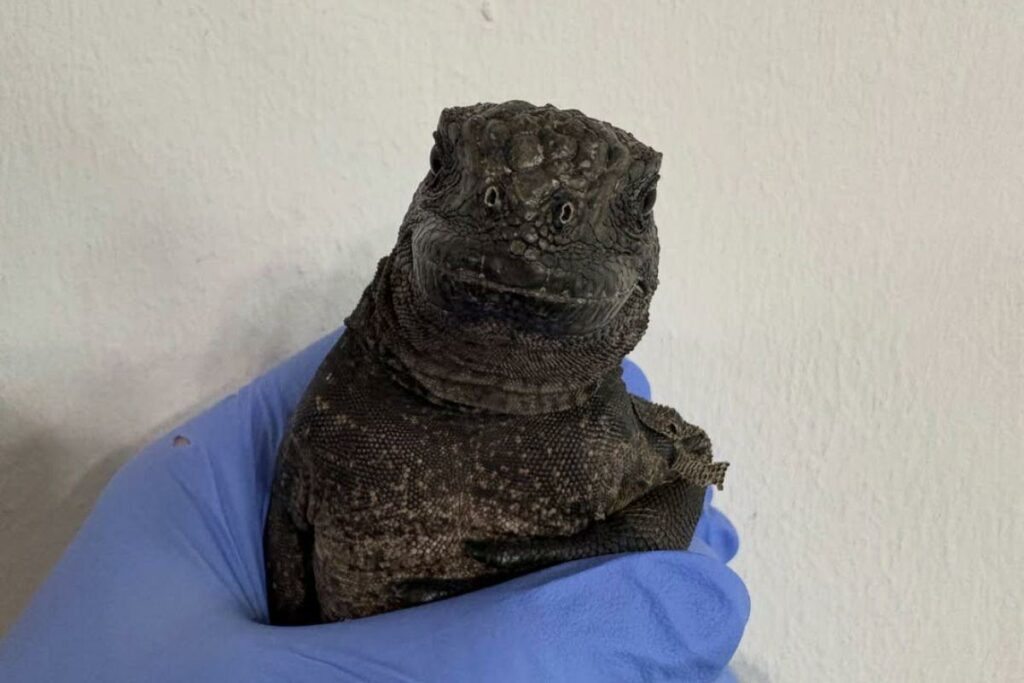 Ejemplar de iguana marina rescatado en la vía pública continental, bajo resguardo de los especialistas ambientales.