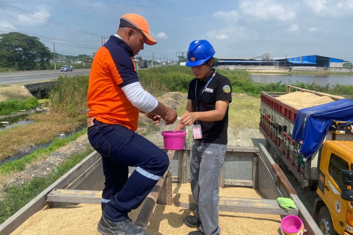 Ecuador faces a rice oversupply with reserves for four months