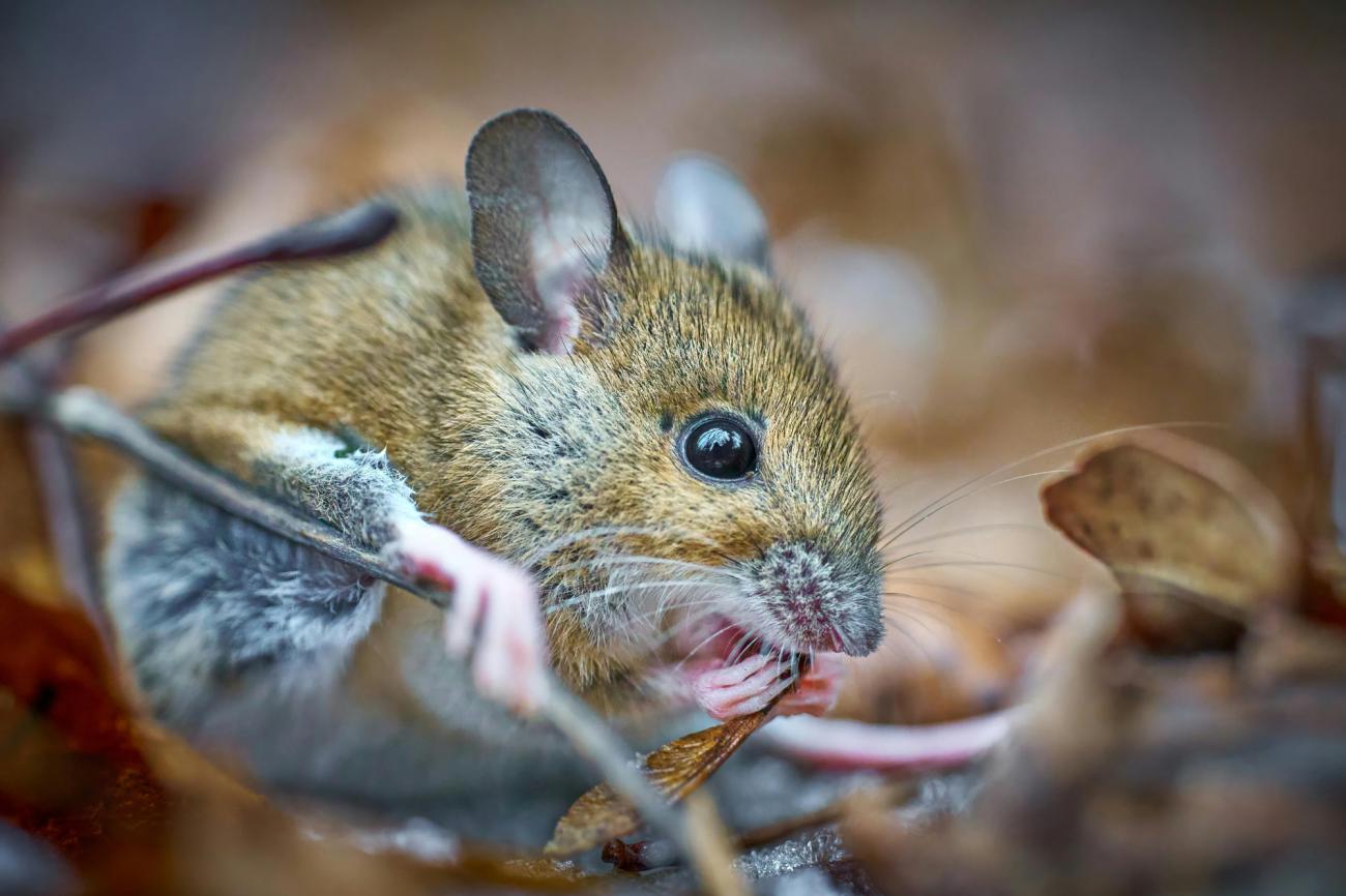 ¿Qué tan real es el riesgo de hantavirus en Ecuador?