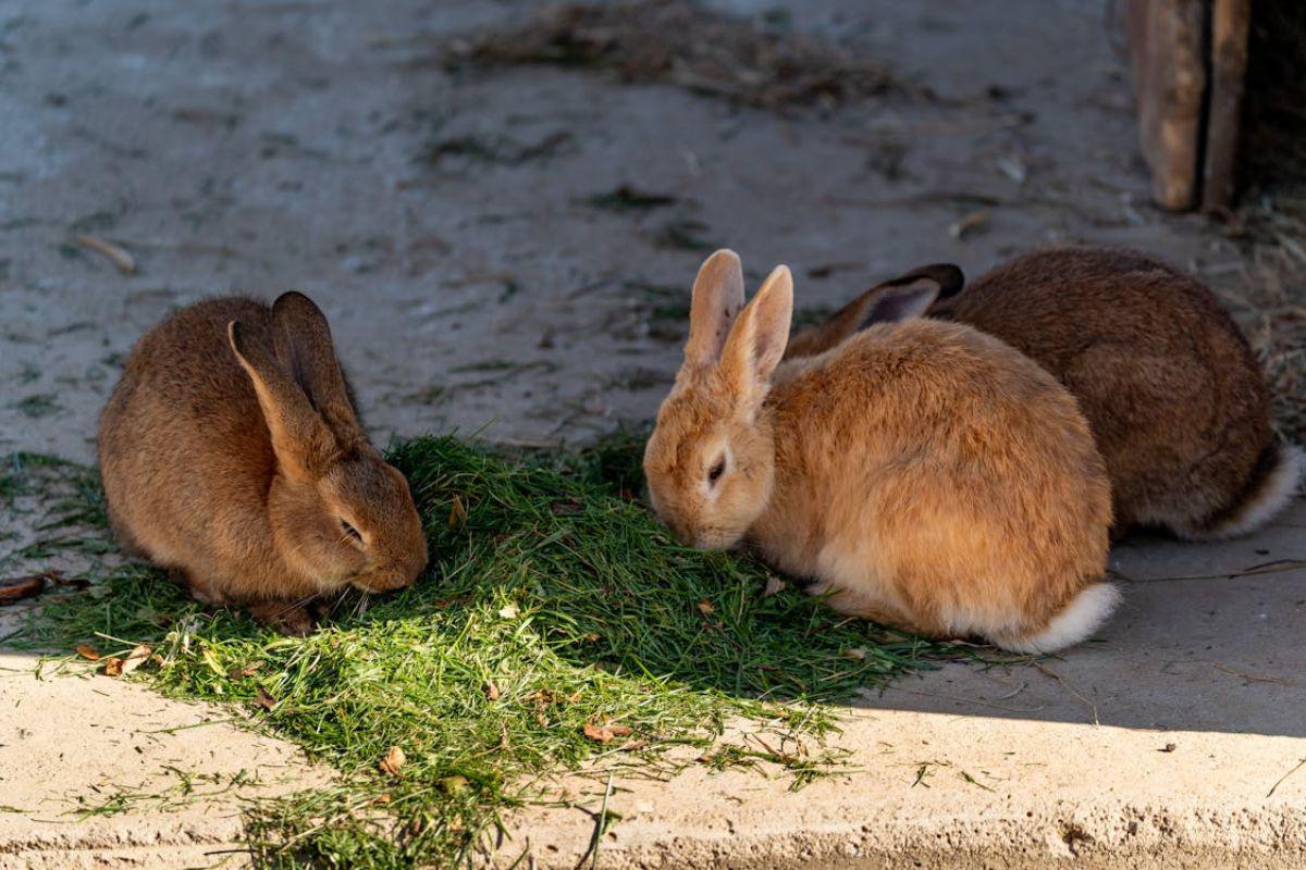 Confirman enfermedad hemorrágica en conejos en Ecuador