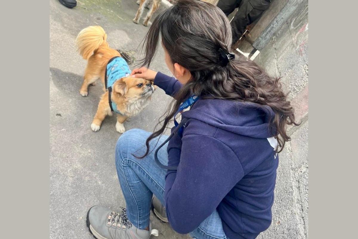Rescatan a ‘Leonel’, perro víctima de maltrato animal en Quito