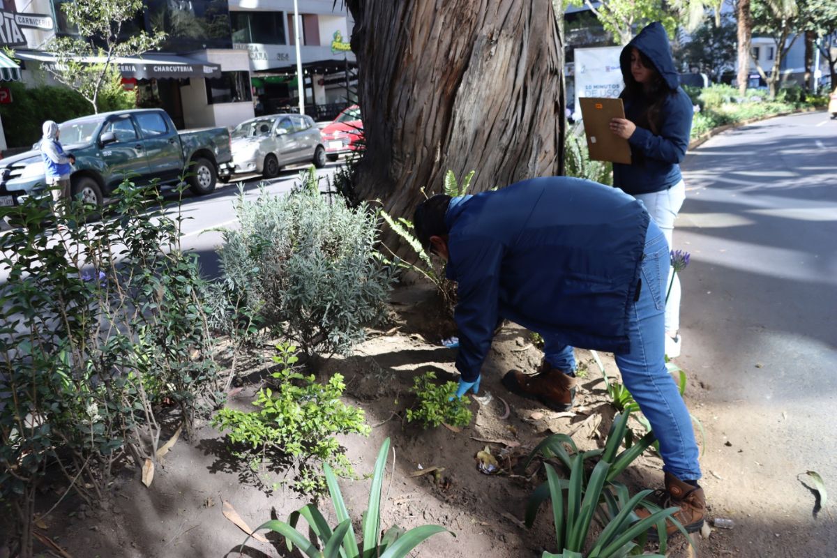 Lo que encontró el Municipio tras la aparición masiva de ratas en Quito