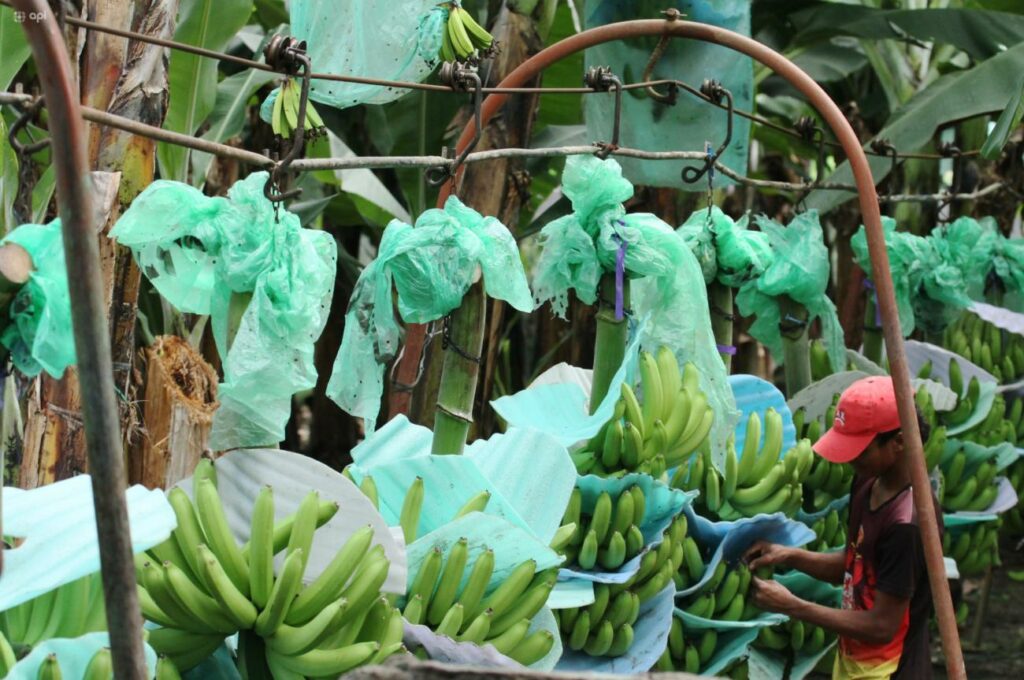 El banano de Ecuador fortaleció su presencia en Europa y Rusia durante los primeros cinco meses de 2026, mientras el país amplió su participación en varios mercados internacionales.