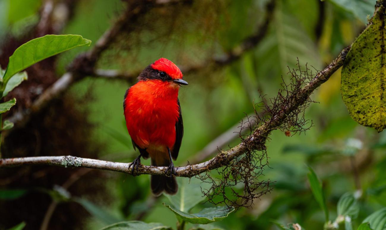 Pequeño pájaro brujo se recupera en Galápagos y aumenta su r
