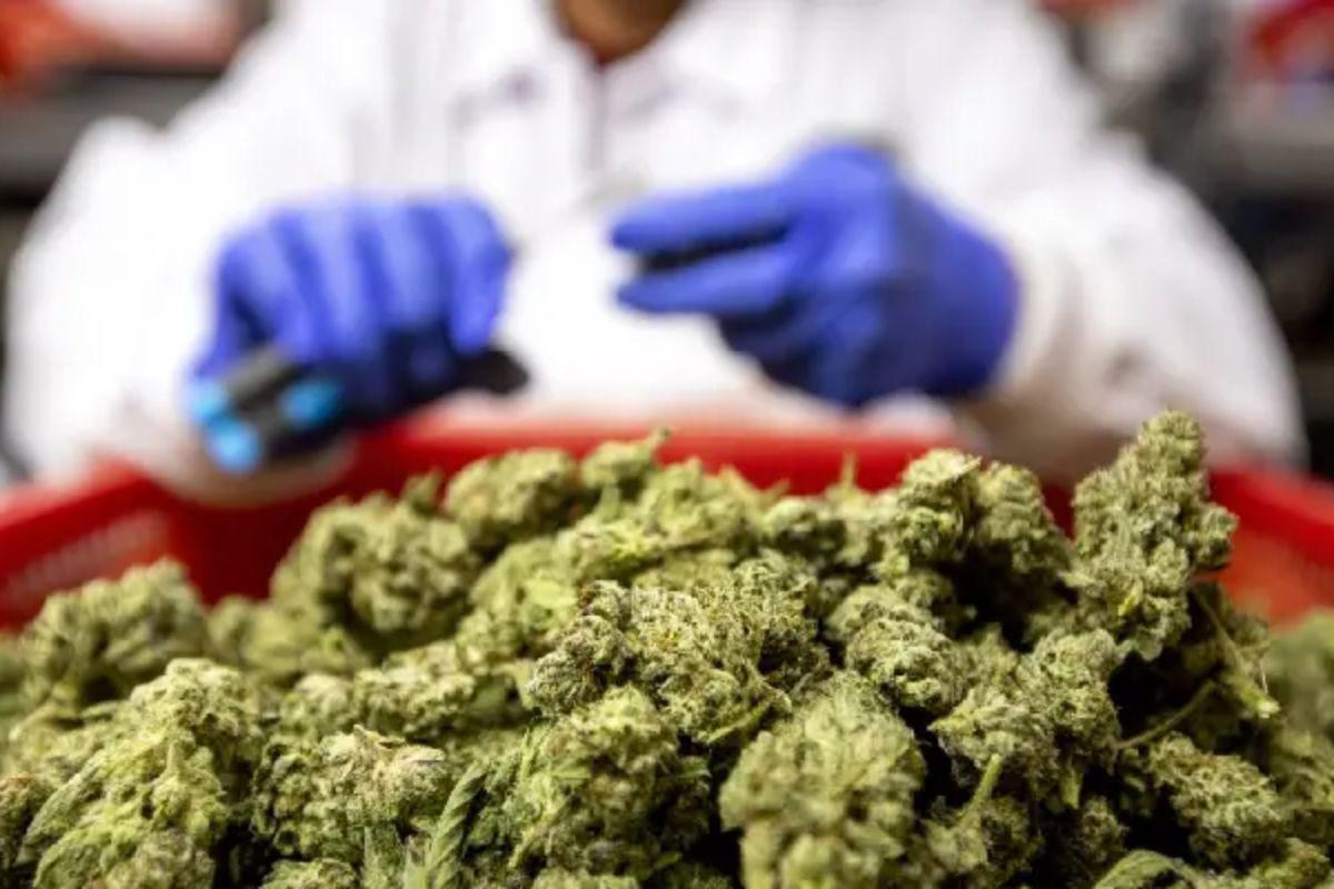 Condenan a hombre que traficaba marihuana en San R