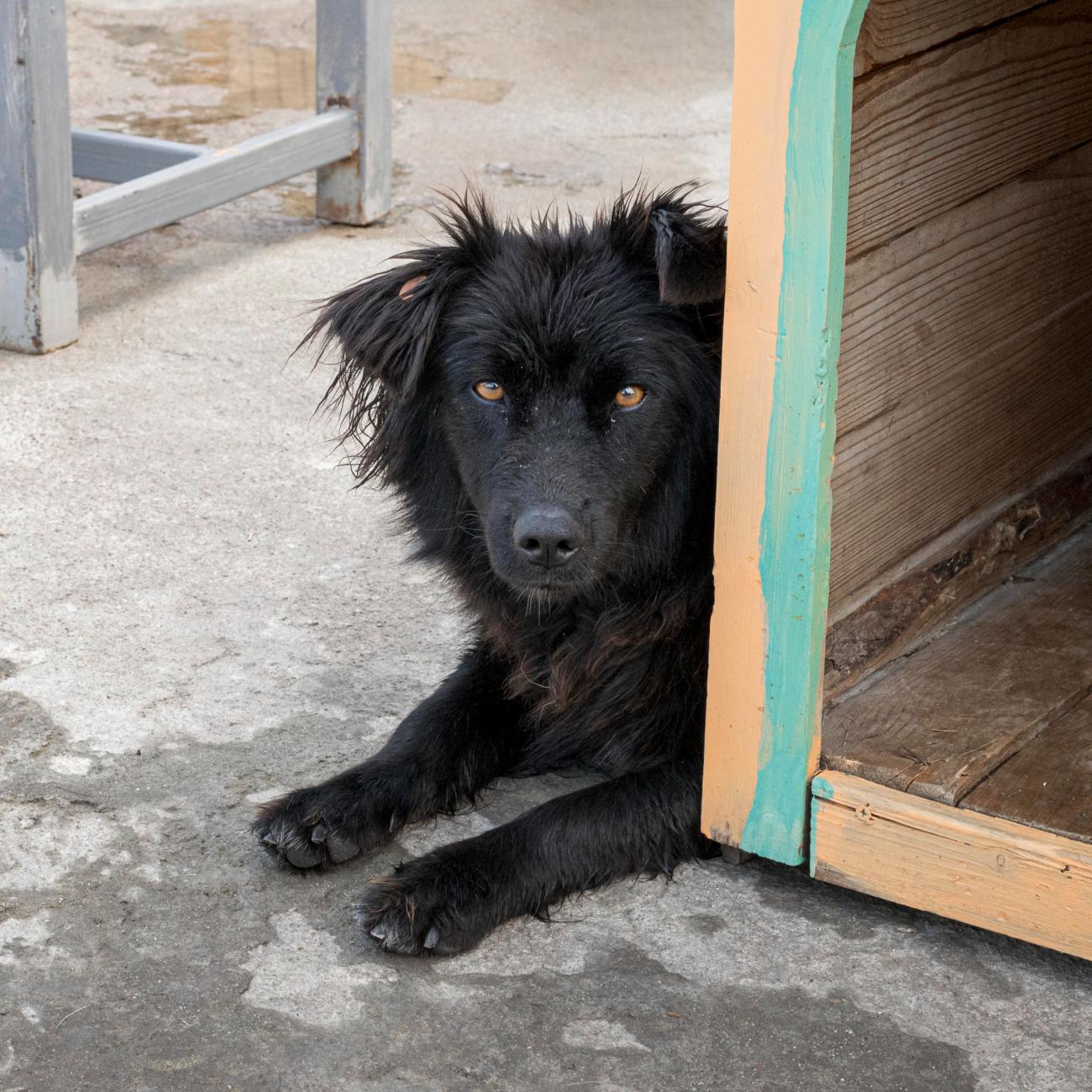 Los animales en situación de calle también suelen ser víctimas de maltrato.