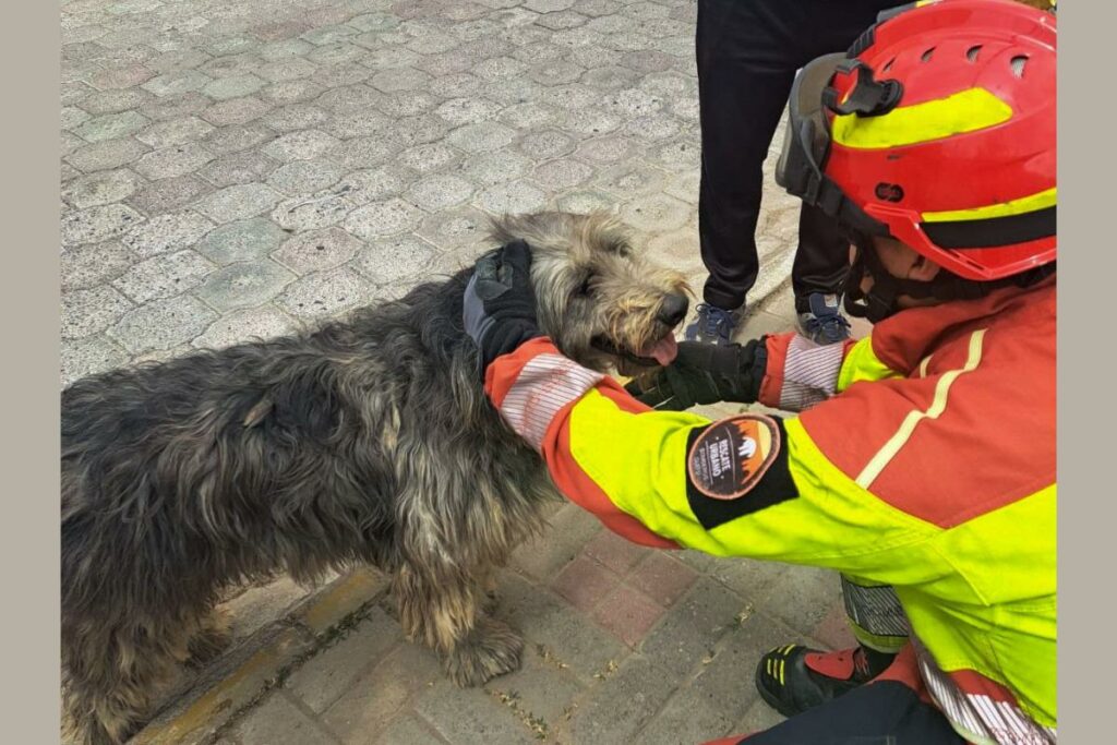 Rescate perrito Pancho en Calderón