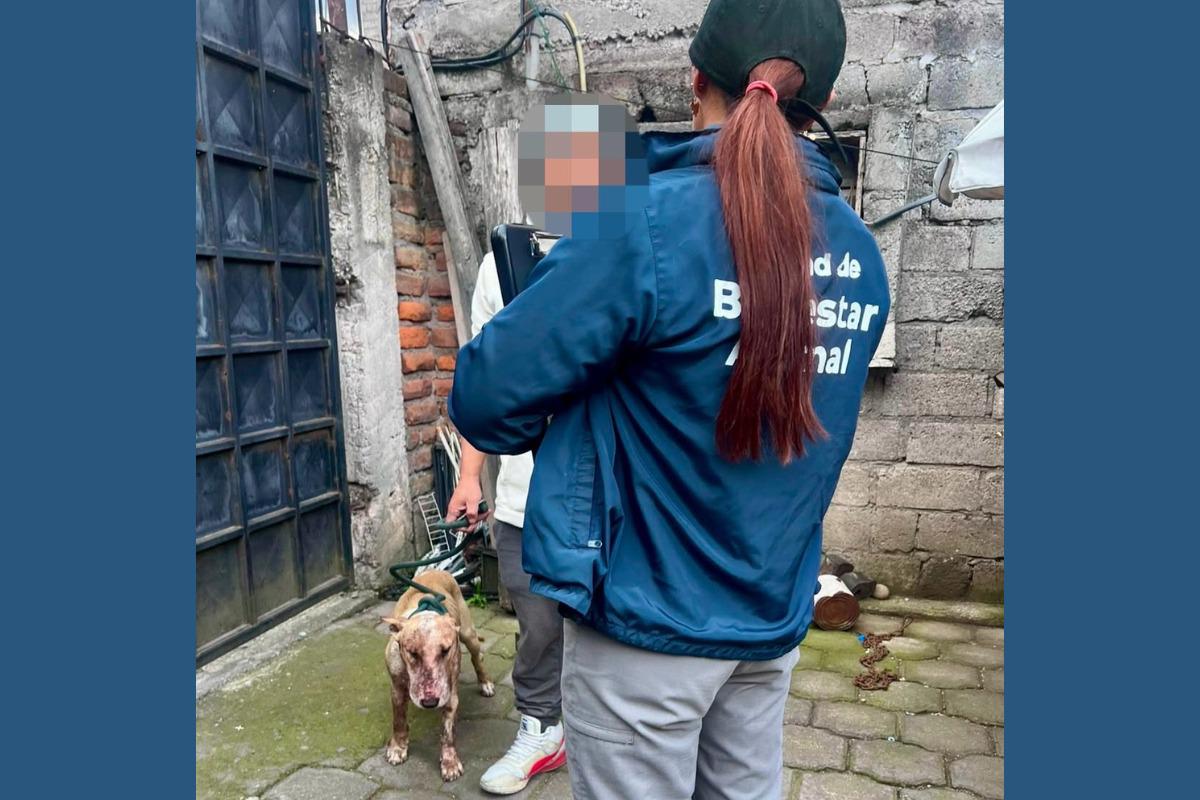 Pelea de perros en Quito, dueño enfrenta multa de 5 000 dólares