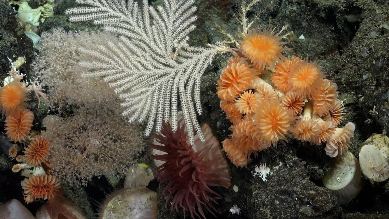 Fenómeno de El Niño amenaza con blanqueamiento global de corales