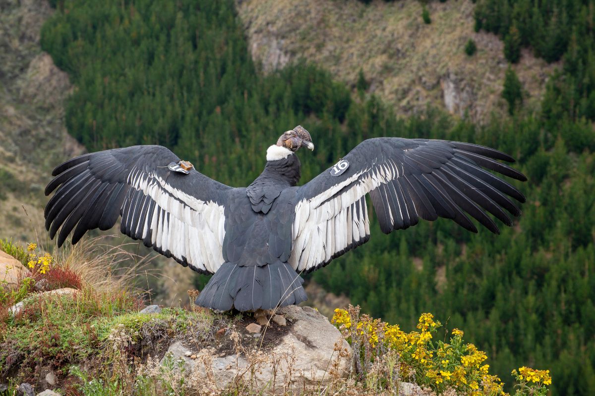 El Zoológico de Quito se transforma en Wiwa Quito