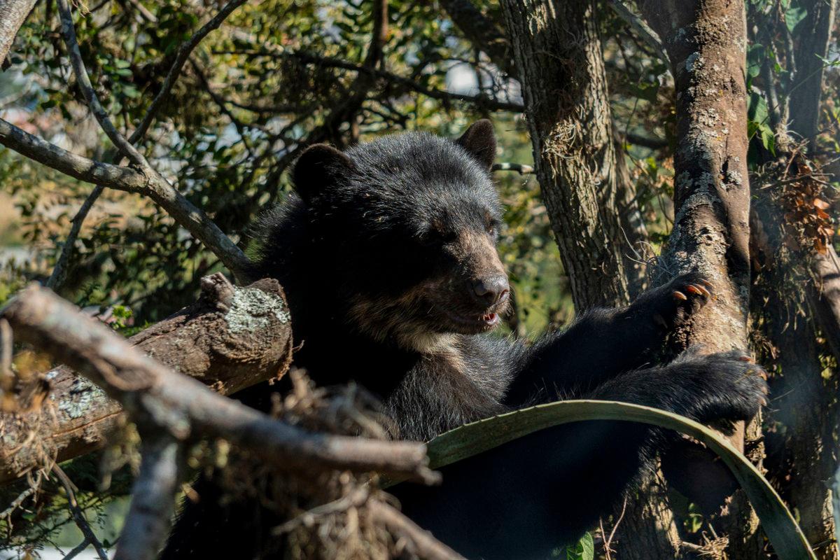 Zoológico de Quito se convertirá en Parque Refugio de animal
