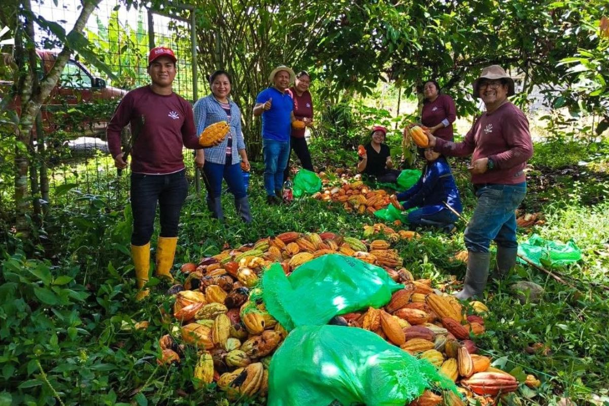 Kallari convirtió el boom del precio del cacao en casas reno