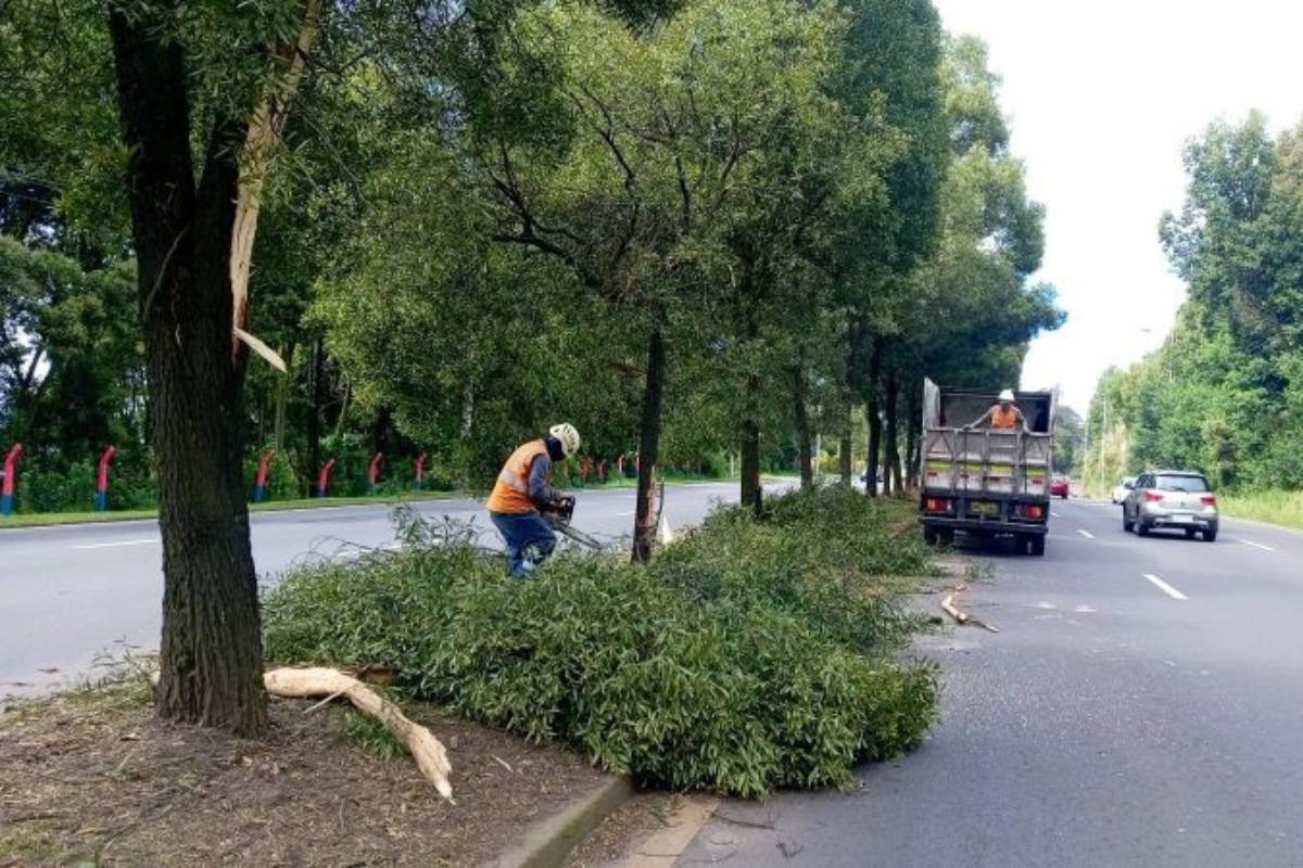 Cierran carriles en la Simón Bolívar por retiro de árboles