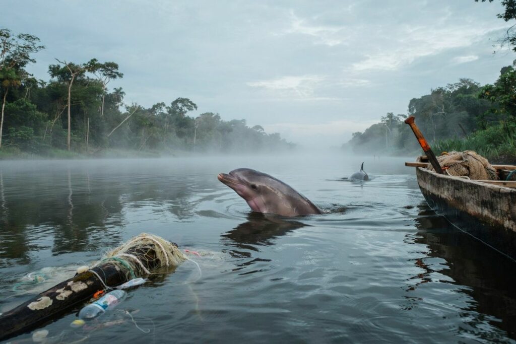 Los delfines de río de Ecuador se enfrentan a tres amenazas, según un estudio realizado durante 10 años.