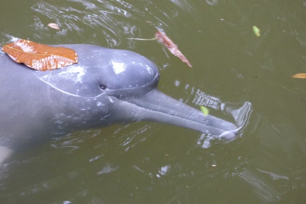La Amazonía de Ecuador es un pequeño refugio de los delfines de río, como el rosado.