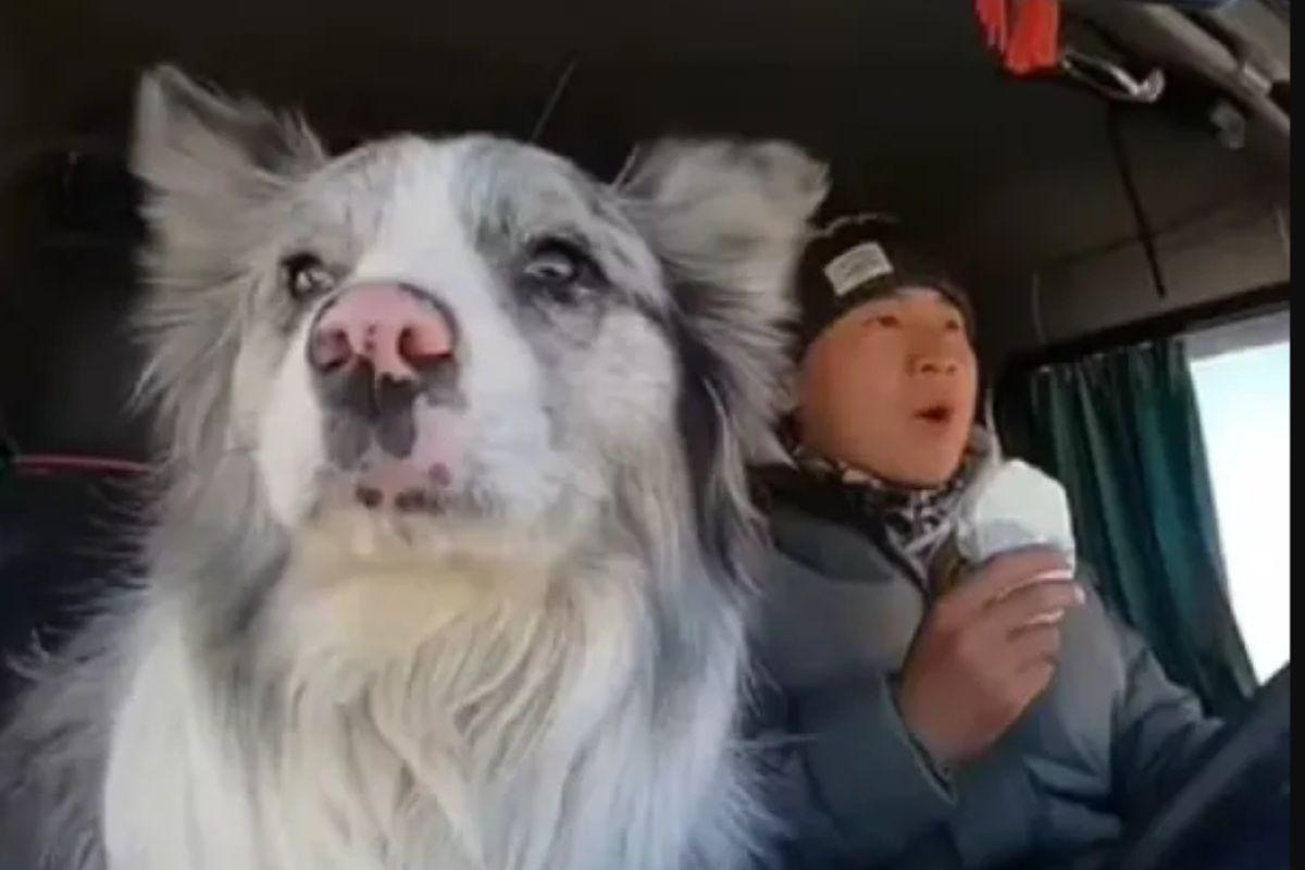 El caso de Chutou, el perro influencer robado y co