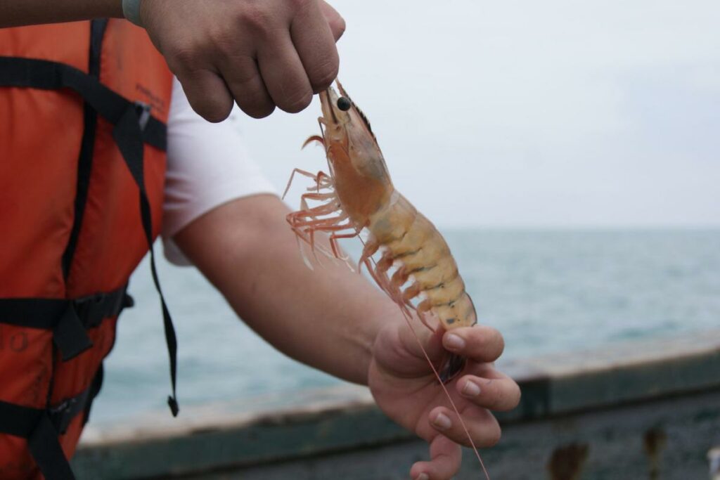 Ecuador fortalece protocolos para exportación de camarón a China.