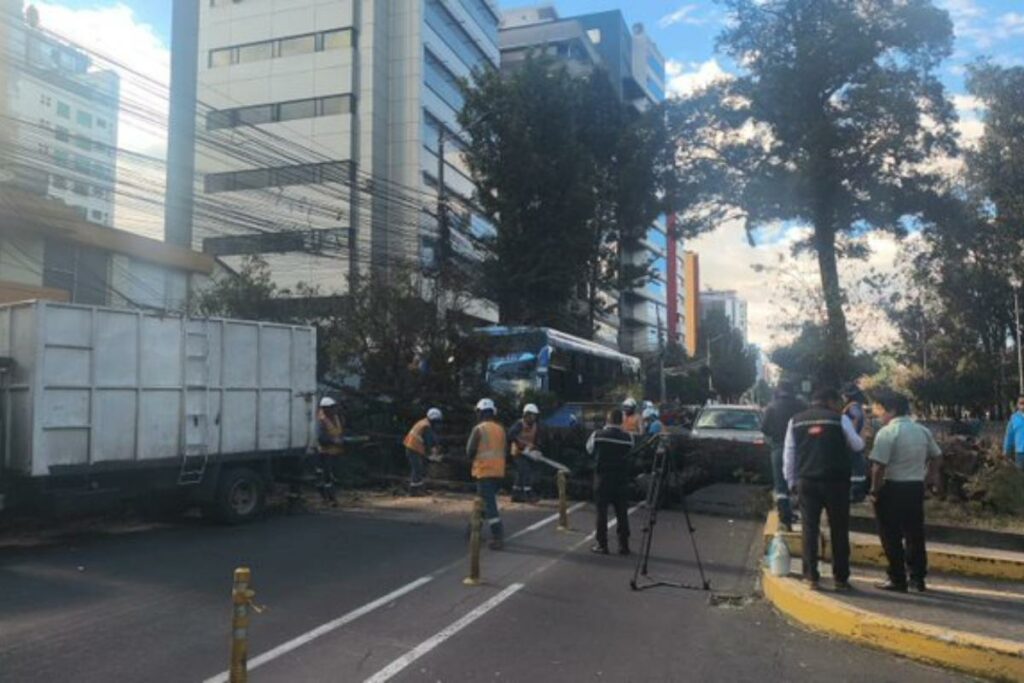 Caída de un árbol sobre un bus de transporte público en el norte de Quito deja un cierre vial