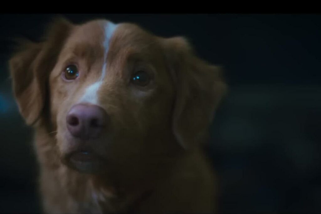 ‘Good Boy’ llega a Prime Video.